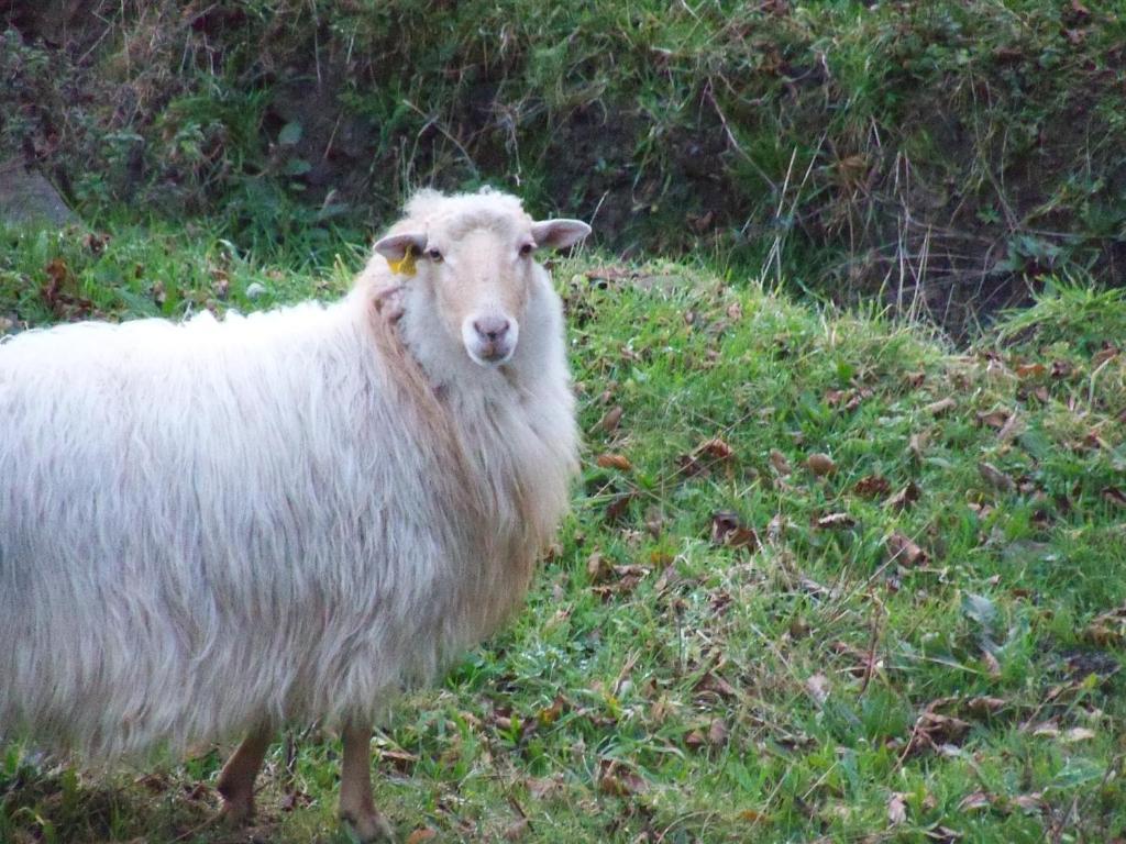 Agroturismo Iturbe Axpe de Busturia Rom bilde